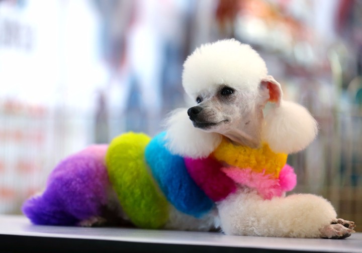 被精心裝飾過的貴賓犬猶如一道彩虹。張志紅攝.jpg