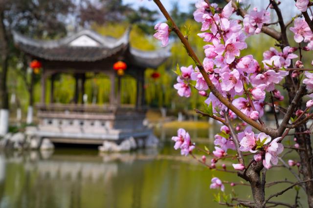 南京學宮旅游有限公司鳴羊街分公司（愚園景點）